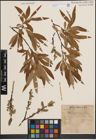 Foto von Salix cinerea L. x Salix viminalis L.